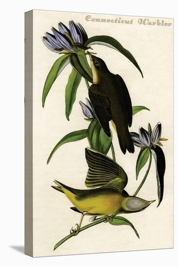 Connecticut Warbler-John James Audubon-Stretched Canvas