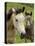 Connemara Ponies, County Galway, Connacht, Republic of Ireland (Eire), Europe-Gary Cook-Premier Image Canvas