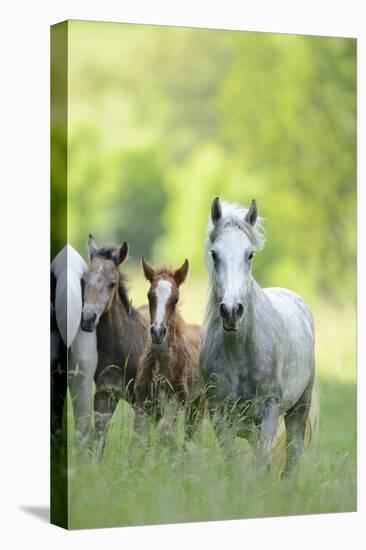 Connemara Pony, Mare with Foal, Belt, Head-On, Running, Looking at Camera-David & Micha Sheldon-Premier Image Canvas