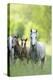Connemara Pony, Mare with Foal, Belt, Head-On, Running, Looking at Camera-David & Micha Sheldon-Premier Image Canvas
