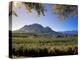 Constantia Wineries, Cape Town, South Africa-Michele Westmorland-Premier Image Canvas