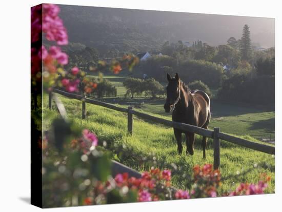 Constantia Winery, Cape Town, South Africa-Stuart Westmoreland-Premier Image Canvas