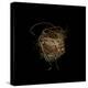 Construction 7: Birds Nest-Doris Mitsch-Premier Image Canvas