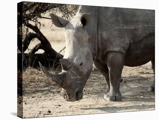 Contemlating Rhino-Jamie Hodgson-Stretched Canvas