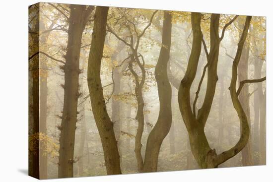 Contorted Branches and Trunks of Beech Trees (Fagus Sylvatica) in Autumn Mist, Leicestershire, UK-Ross Hoddinott-Premier Image Canvas