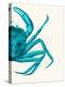 Contrasting Crab in Turquoise a-Fab Funky-Stretched Canvas