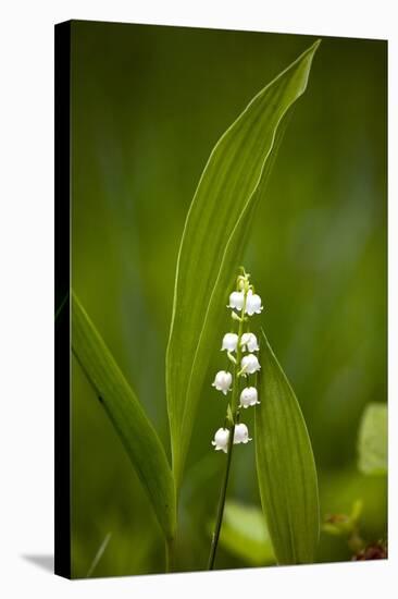 Convallaria Majalis (Lily of the Valley)-Bob Gibbons-Premier Image Canvas