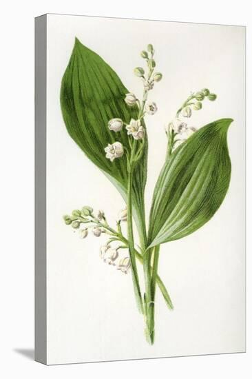 Convallaria Majalis-F Edward Hulme-Stretched Canvas