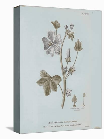 Conversations on Botany VII Blue-Wild Apple Portfolio-Stretched Canvas