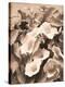Convolvulus and Blackberries (Sepia)-Mary Dipnall-Stretched Canvas