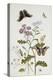 Convolvulus and Chrysanthemum-Thomas Robins Jr-Premier Image Canvas