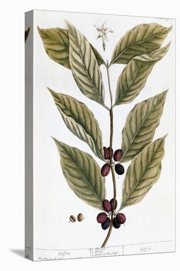 Cooffe Plant, 1735-Elizabeth Blackwell-Premier Image Canvas