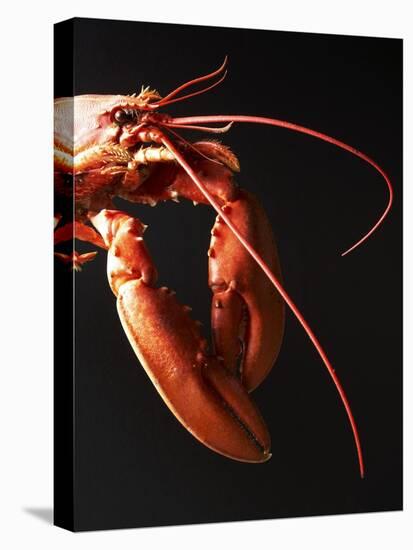 Cooked Lobster Against Black Background-Joerg Lehmann-Premier Image Canvas