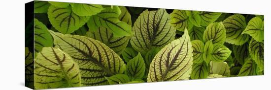 Cool Coleus-Herb Dickinson-Premier Image Canvas