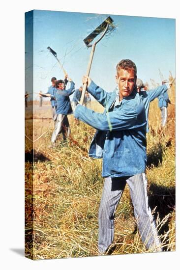 Cool Hand Luke, Paul Newman, 1967-null-Stretched Canvas