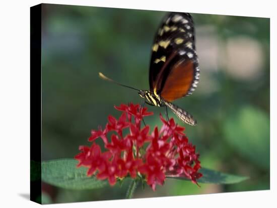 Coolie Butterfly, Butterfly World, Ft Lauderdale, Florida, USA-Michele Westmorland-Premier Image Canvas