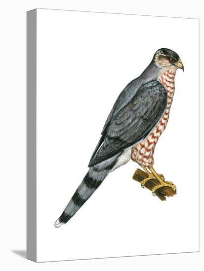 Cooper's Hawk (Accipiter Cooperi), Chicken Hawk, Birds-Encyclopaedia Britannica-Stretched Canvas