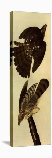 Cooper's Hawks-John James Audubon-Premier Image Canvas