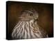 Coopers Hawk Portrait 2-Jai Johnson-Premier Image Canvas