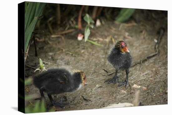 Coot (Fulica) Young Chicks, Gloucestershire, England, United Kingdom-Janette Hill-Premier Image Canvas