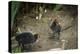 Coot (Fulica) Young Chicks, Gloucestershire, England, United Kingdom-Janette Hill-Premier Image Canvas