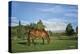 Copenhagen in Pasture (color)-Barry Hart-Stretched Canvas