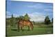 Copenhagen in Pasture (color)-Barry Hart-Stretched Canvas