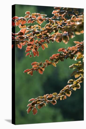 Copper Beech, Branches, Leaves, Back Light-Rainer Mirau-Premier Image Canvas