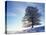 Copper Beech, Fagus Sylvatica, Snow-Covered, Back Light, Leafless-Herbert Kehrer-Premier Image Canvas