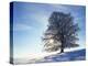 Copper Beech, Fagus Sylvatica, Snow-Covered, Back Light, Leafless-Herbert Kehrer-Premier Image Canvas