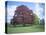 Copper Beech Tree, Croft Castle, Herefordshire, England, United Kingdom-David Hunter-Premier Image Canvas