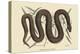 Copper Belly Snake-Mark Catesby-Stretched Canvas