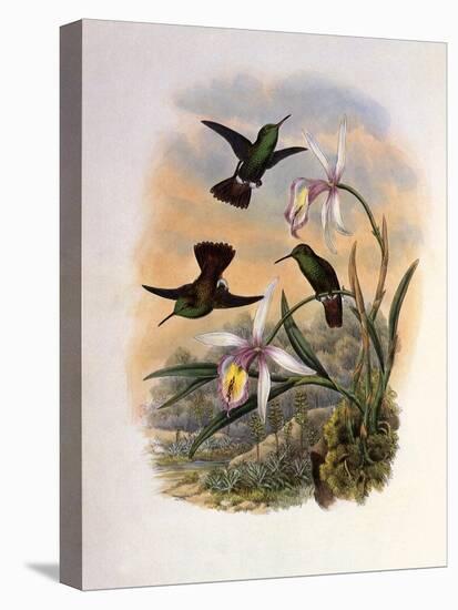 Copper-Tailed Amazili, Amazilia Cupreicauda-John Gould-Premier Image Canvas