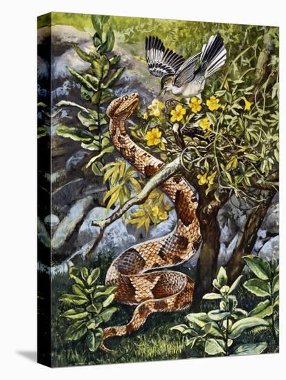 Copperhead (Agkistrodon Contortrix), Viperidae-null-Premier Image Canvas