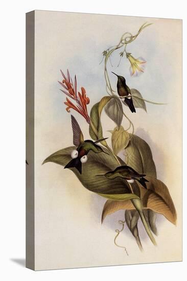 Coppery-Bellied Puffleg, Eriocnemis Cupreiventris-John Gould-Premier Image Canvas