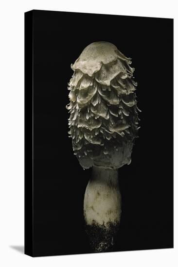 Coprinus Comatus (Shaggy Ink Cap, Lawyer's Wig, Shaggy Mane)-Paul Starosta-Premier Image Canvas