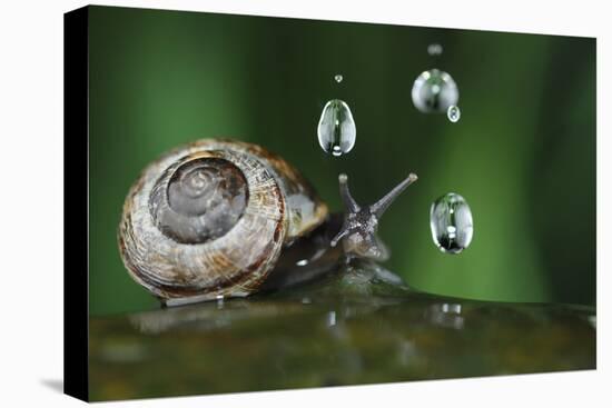 Copse Snail (Arianta Arbustorum) On Oak Tree Branch In Rain-Solvin Zankl-Premier Image Canvas