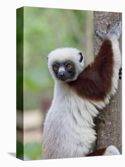 Coquerel's Sifaka, Ampijoroa, Ankarafantsika Reserve, Madagascar-Charles Sleicher-Premier Image Canvas