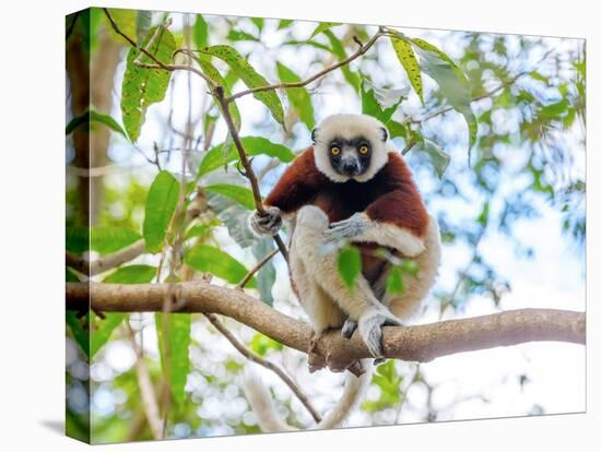 Coquerel's Sifaka, Madagascar Wildlife-Artush-Premier Image Canvas