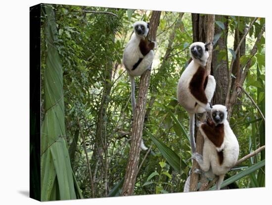 Coquerel's Sifakas, (Propithecus Coquereli), Madagascar-Andres Morya Hinojosa-Premier Image Canvas