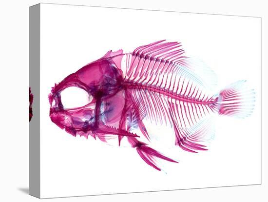 Coradion Fish-null-Premier Image Canvas