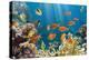 Coral and Fish in the Red Sea.Egypt-Irochka-Premier Image Canvas