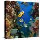 Coral and Fish in the Red Sea.Egypt-Irochka-Premier Image Canvas