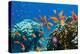 Coral and Fish in the Red Sea.Egypt-Irochka-Premier Image Canvas