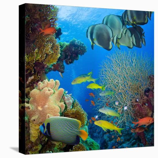 Coral and Fish in the Red Sea.Egypt-Irochka-Premier Image Canvas