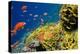 Coral and Fish in the Red Sea.Egypt-Irochka-Premier Image Canvas