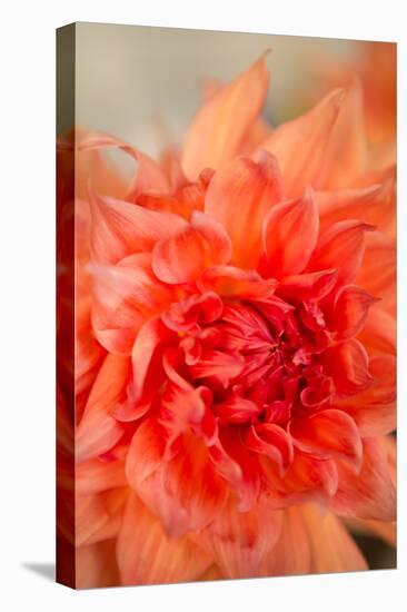 Coral Dahlia-Karyn Millet-Stretched Canvas