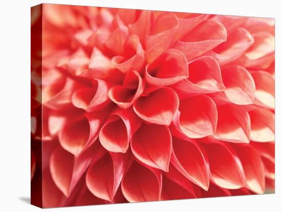 Coral Funnel Dahlia-Dana Styber-Premier Image Canvas