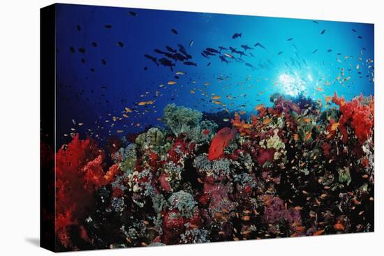 Coral Grouper and Reef, Cephalopholis Miniata, Sudan, Africa, Red Sea-Reinhard Dirscherl-Premier Image Canvas