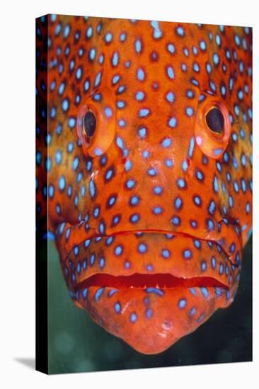 Coral Grouper, Close Up of Head-null-Premier Image Canvas